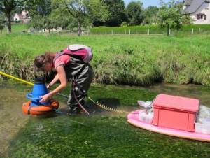 macrophytes